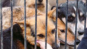 Animals (1)