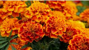 Marigold