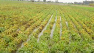 Crops