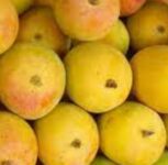 Pune: Devgad Hapus Arrives in Pune, Sells at Rs 21 Thousand for First Box