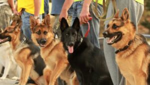 Dogs (2)