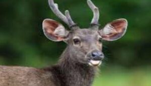 Sambar Deer