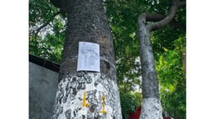 trees marked for cutting on Ganeshkhind Road in Pune
