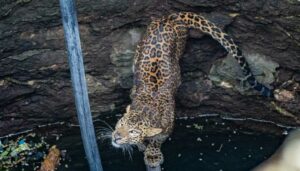 Leopard (2)