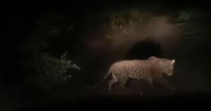 Leopard