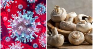 Mashroom COVID-19 Remedies
