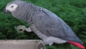 Parrot