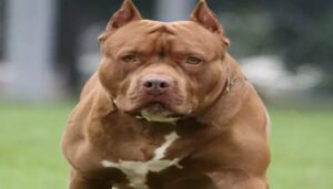 Pitbull