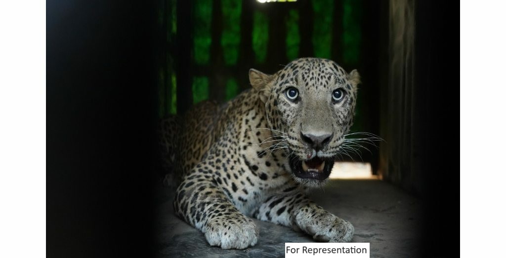 leopard for representation