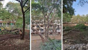 Illegal Tree Trimming