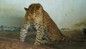 Leopard (1)