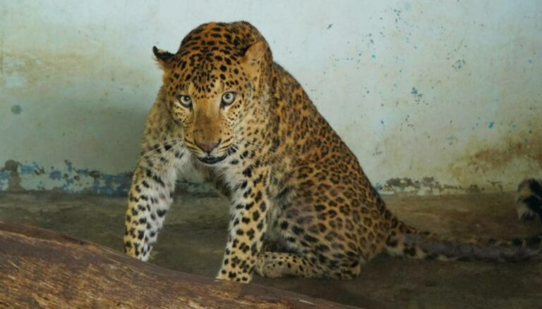 Pune: Male Leopard Triumphs Over Adversity at Manikdoh Leopard Rescue ...