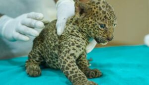 Leopard (3)