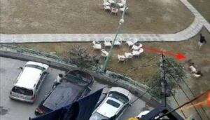 Stray Dogs Attack