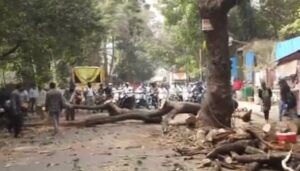 Unplanned Tree Removal