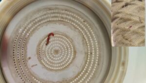 _Bloodworm