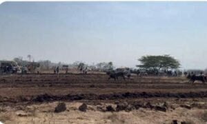 Bullock Cart Racing