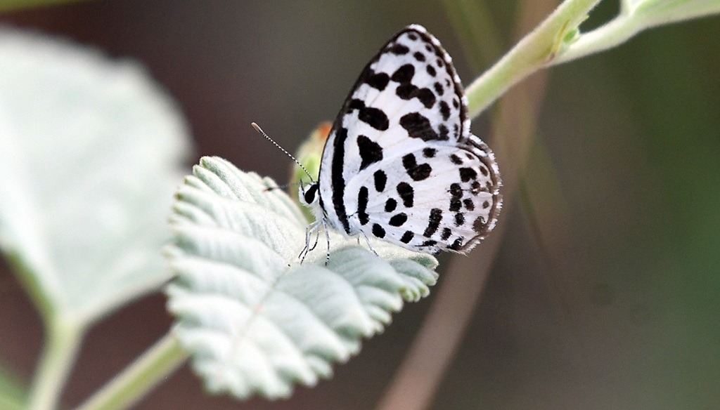 Butterfly wildlife