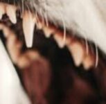 125 Bitten by Stray Dogs in 6 Hours in Kalyan-West, 11-Year-Old Girl Critical