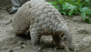 Pangolin (1)
