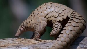 Pangolin