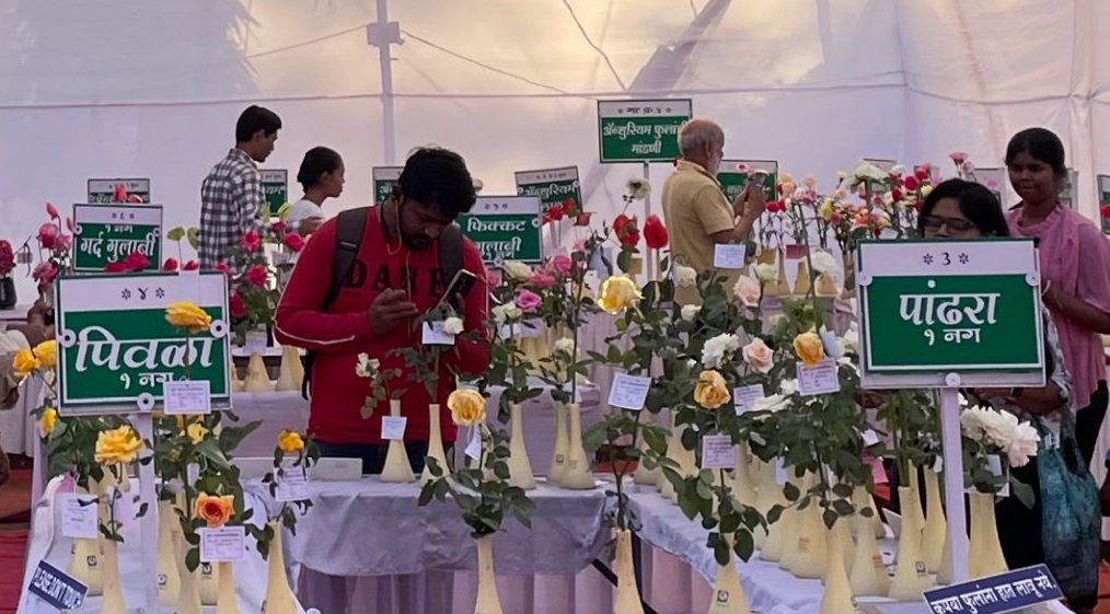 Roses at PMC flower show