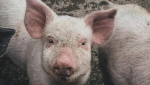 Swine