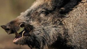 Wild Boar