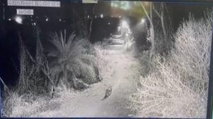 Escaped Leopard
