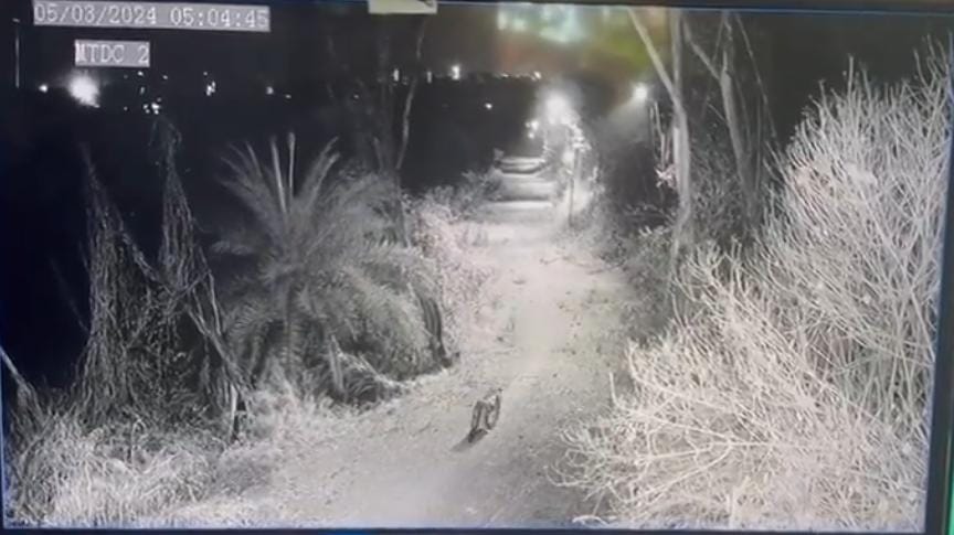Escaped Leopard