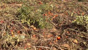Fruit and Vegetable Harvest