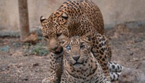 Leopards