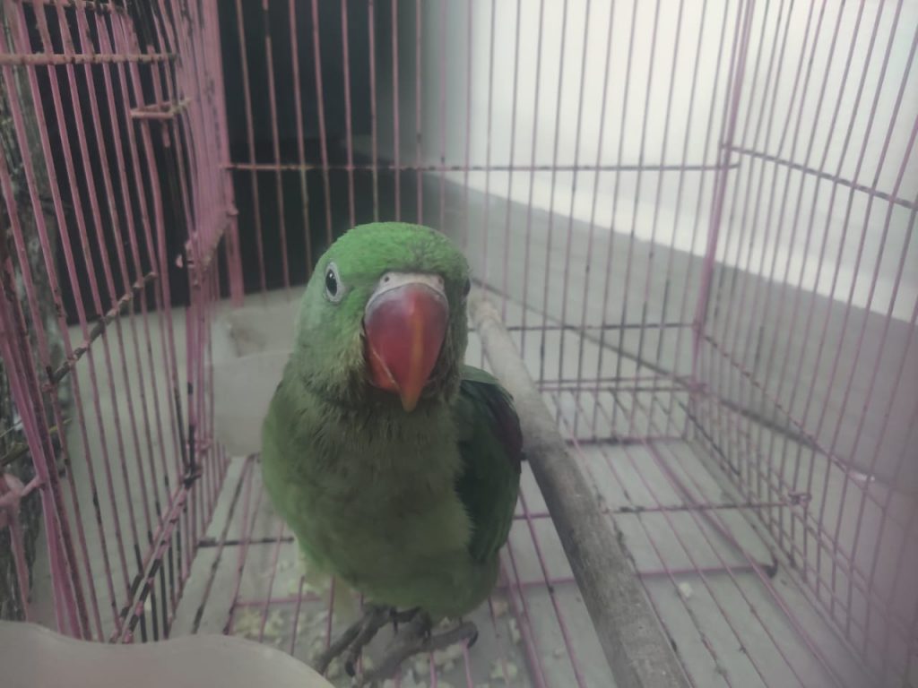 Parrot Selling Pune