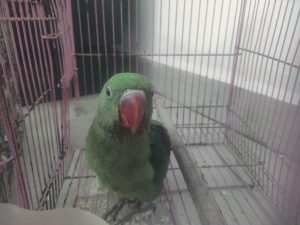 Parrot Selling Pune