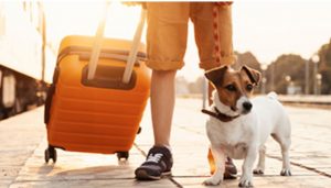 Pet Travel (1)