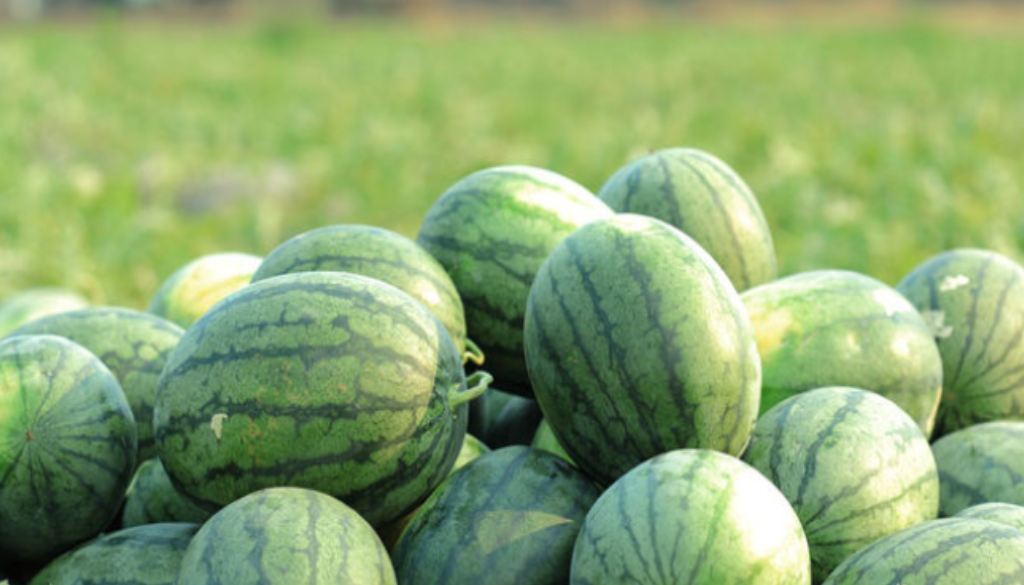 Young Farmer's Watermelon Success Story: Jayesh Valunj Transforms ...
