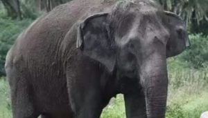 elephant