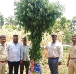 Pune: Chakan Farmer Arrested for Cultivating Ganja Worth 11.5 Lakh Rupees in Corn Field