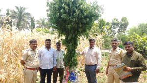 Cultivating Ganja