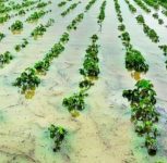 Unseasonal Rains Damage Crops in Maharashtra; Pune District Spared So Far