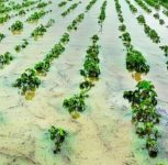 Unseasonal Rains, Hailstorms Damage Fruit Crops Across 100 Hectares in Pune District