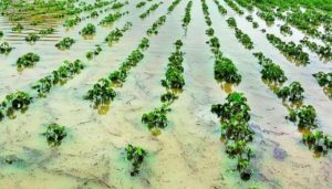 Damage Crops