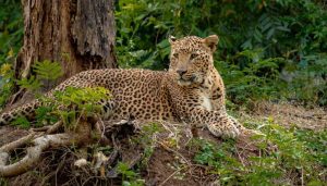 Leopard