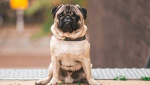 Pug