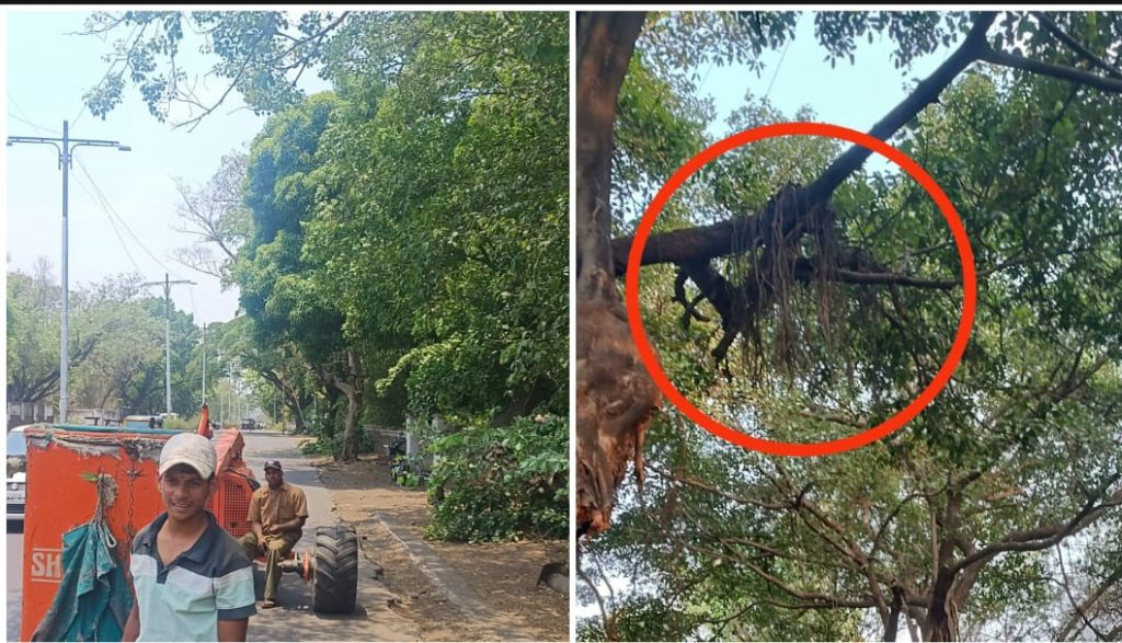 Pune Residents Protest Tree Trimming Ahead of PM's Visit Go Back Modi
