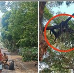Pune Residents Protest Tree Trimming Ahead of PM’s Visit: ‘Go Back Modi’