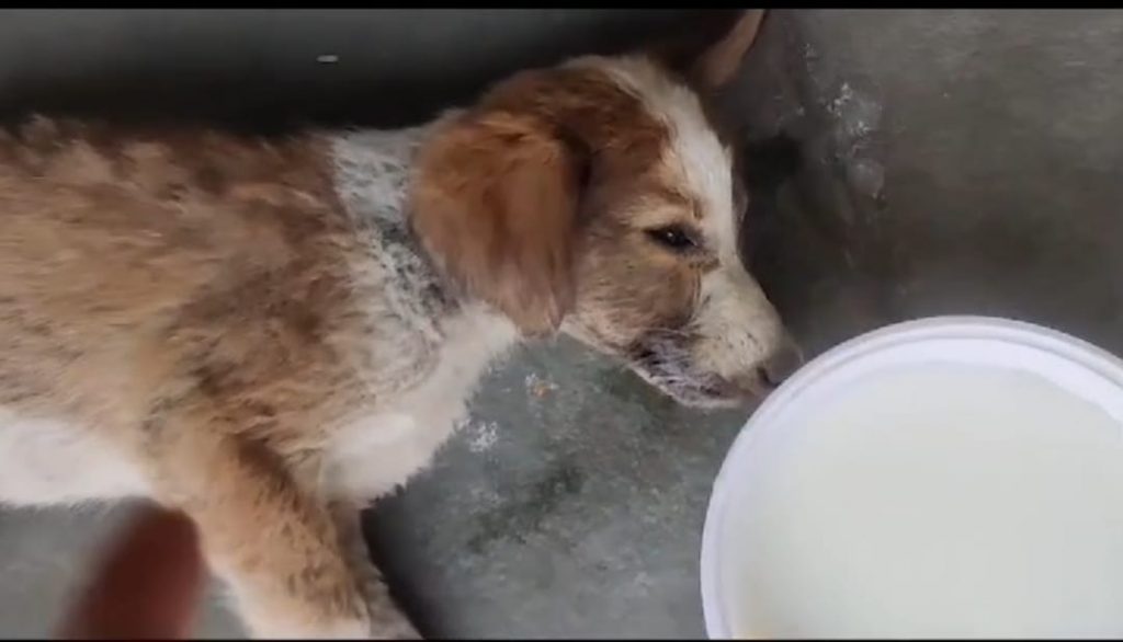 Pune Viral Video Shows Man Allegedly Attacking Puppy in Pimpri