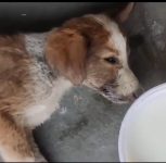 Pune: Viral Video Shows Man Allegedly Attacking Puppy in Pimpri