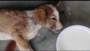 Pune Viral Video Shows Man Allegedly Attacking Puppy in Pimpri