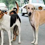 Six-Year-Old Boy Seriously Injured After Pack of Stray Dogs Attacks Him in Wagholi